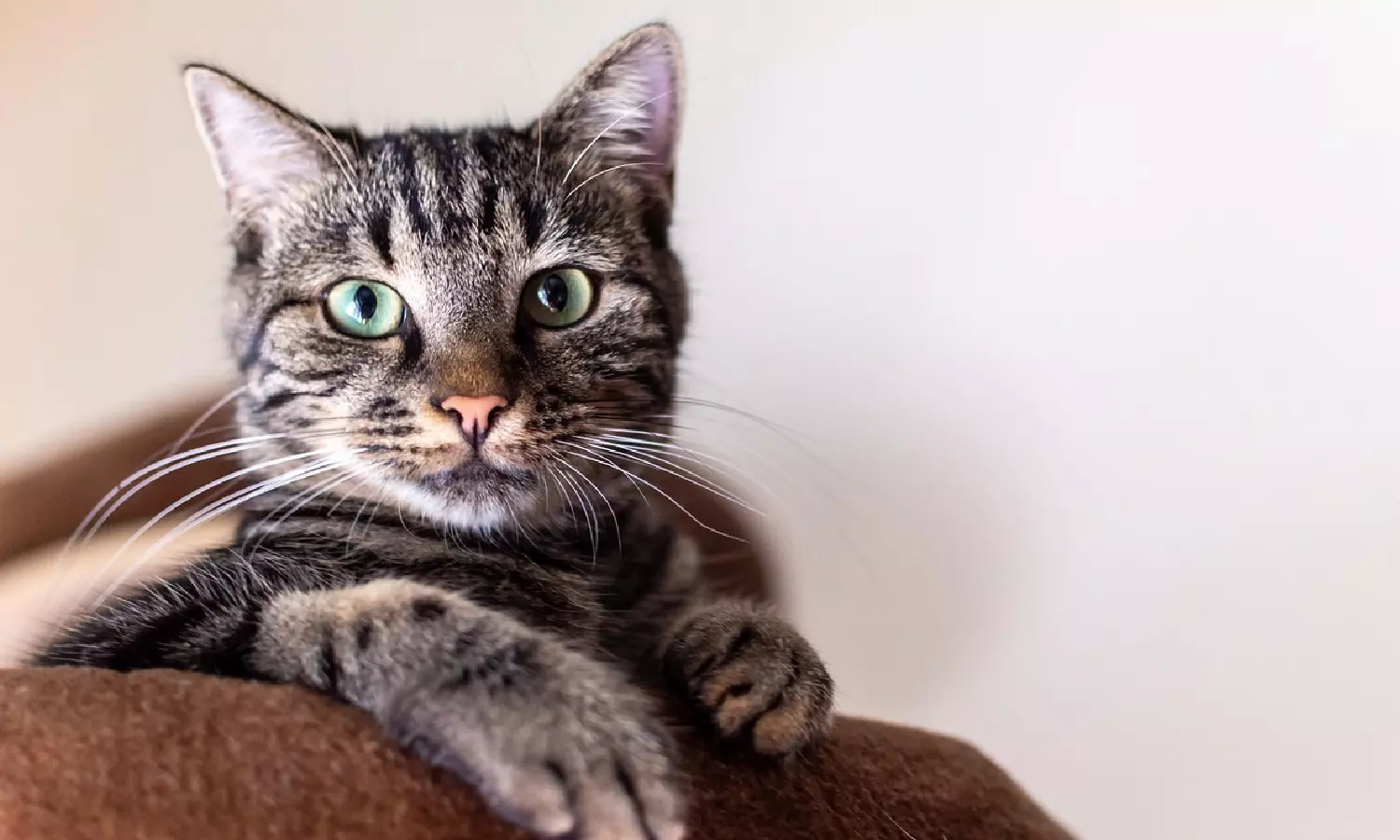 Kerala High Court Orders Bank To Return Loan Defaulters Pet Cat Stranded Inside Seized House