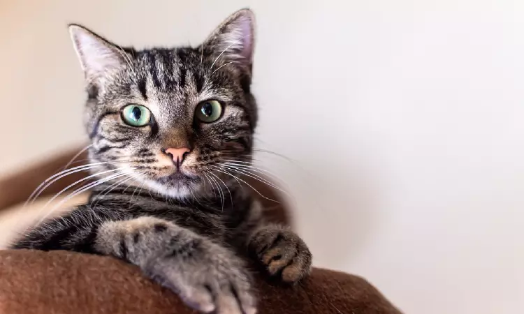 Kerala High Court Orders Bank To Return Loan Defaulters Pet Cat Stranded Inside Seized House